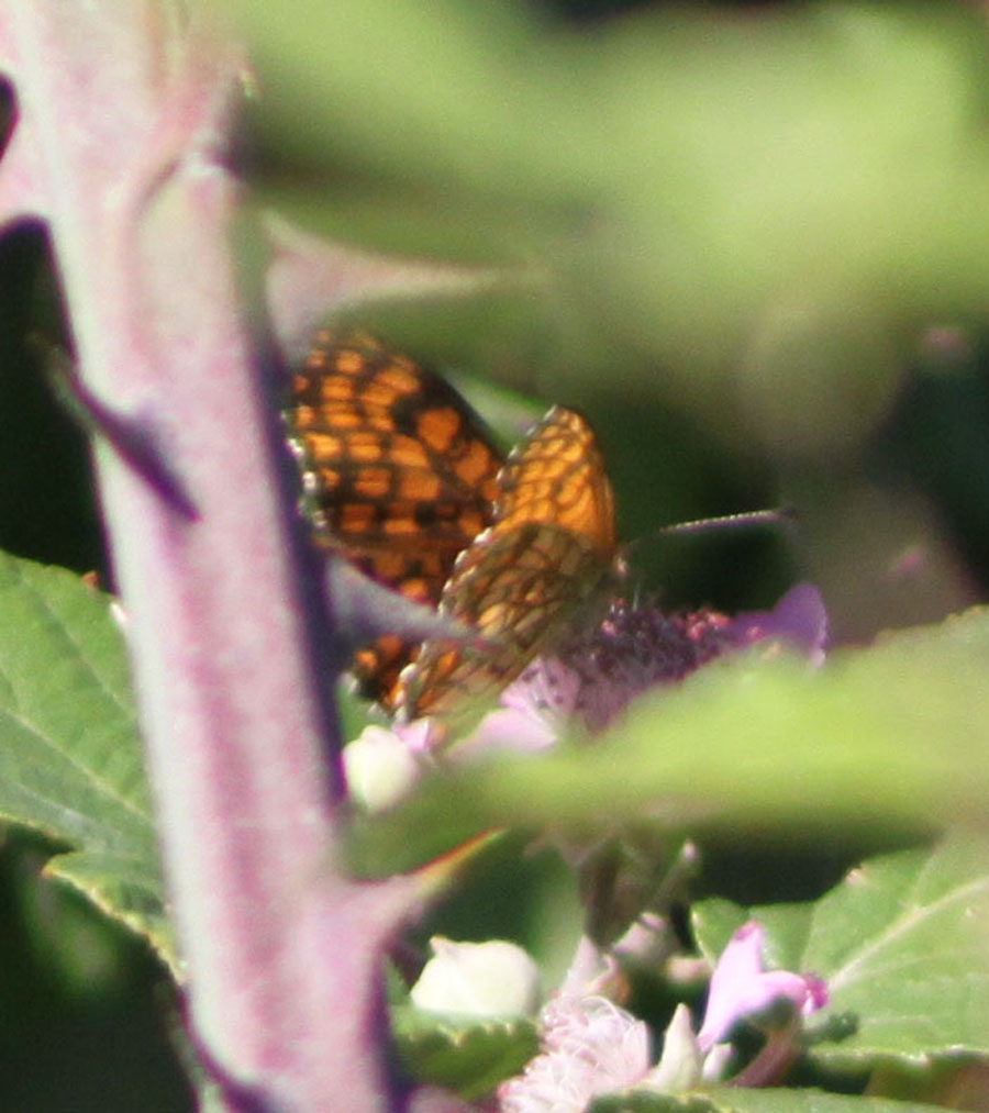 Melitaea o Argynnis ?